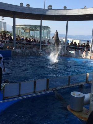 うみたまごのイルカショー