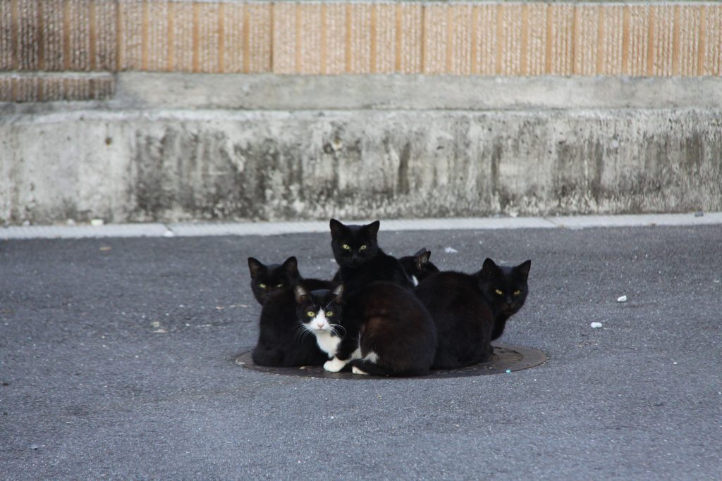 「ねこだんご」撮影：平野芳弘 「別府路地裏猫・ねこ・ネコ写真展」出品